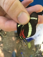 Heliconius hewitsoni
