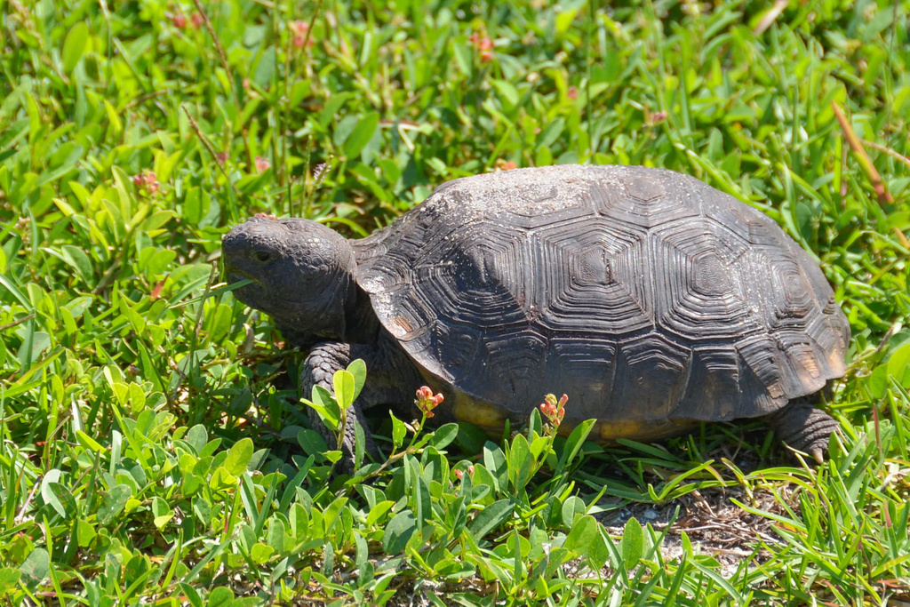 Gopher Tortoise in December 2012 by crifket · iNaturalist