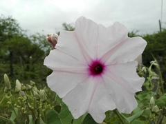 Ipomoea hieronymi