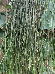Rhipsalis