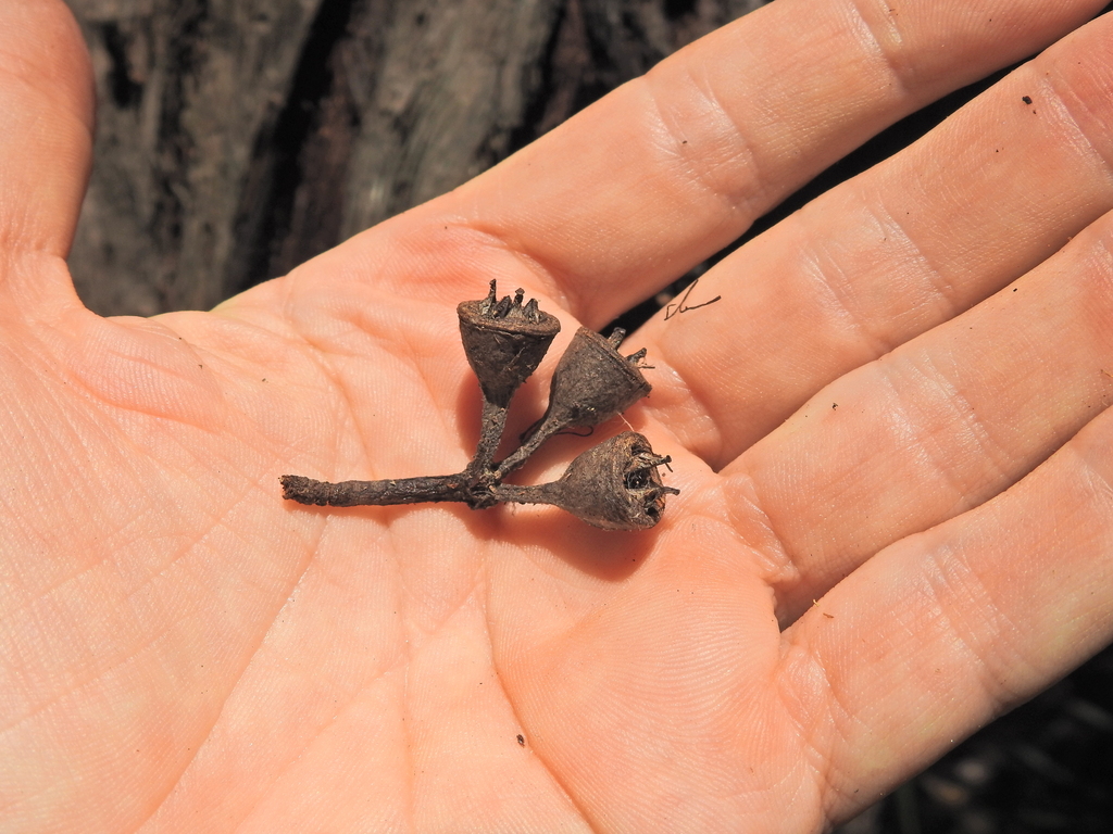Eucalyptus resinifera - council-listed tree