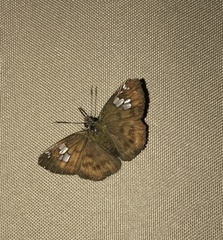 Celaenorrhinus bifurcus