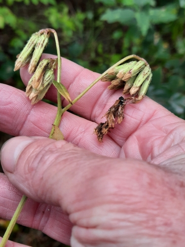 Image of Nabalus serpentaria by no rights reserved
