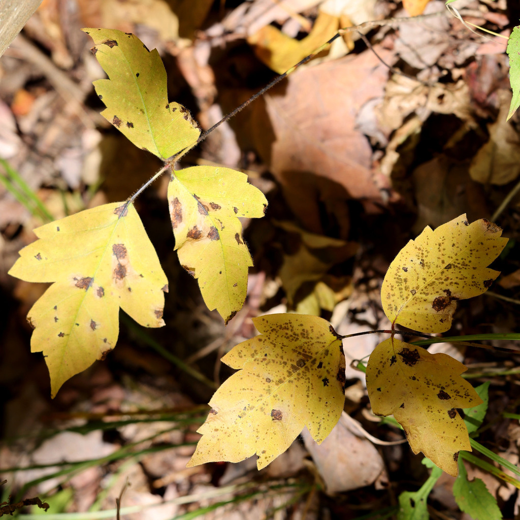 eastern poison ivy from Baltimore Woods Nature Center, Onondaga County