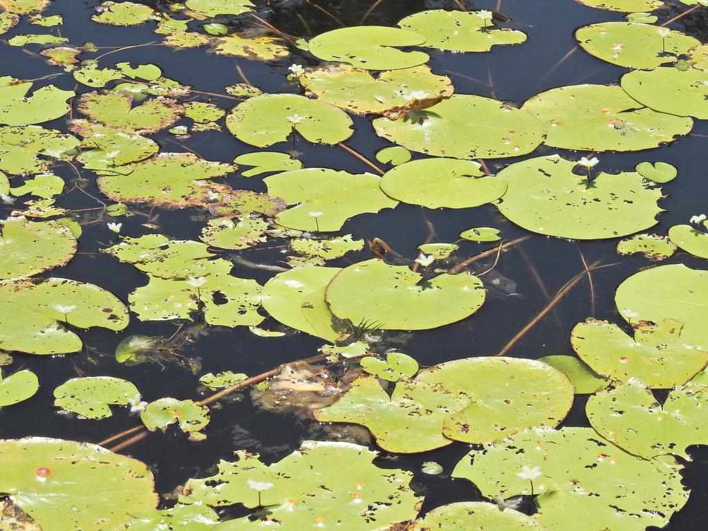 Nymphoides indica, Queensland, AU