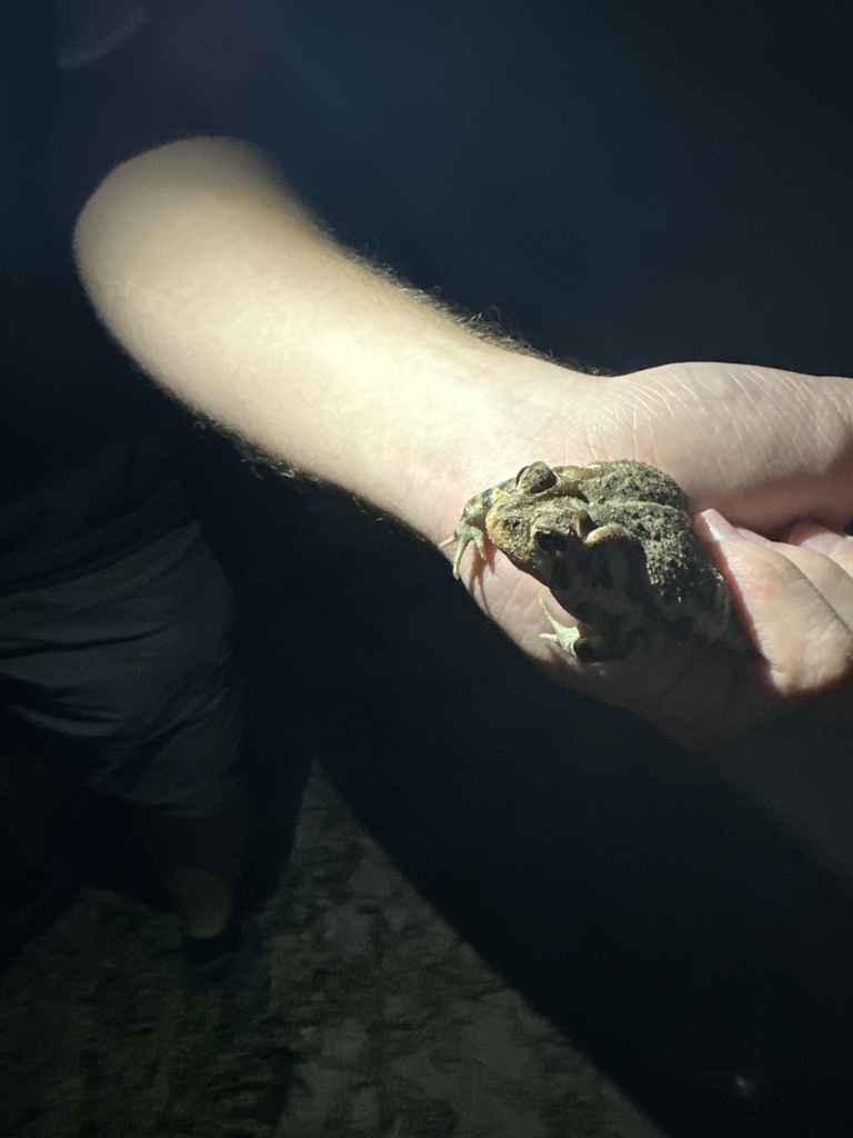 Southern Toad from University Of North Carolina, Wilmington, NC, US on ...