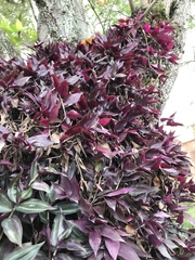 Tradescantia zebrina