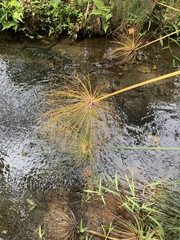 Cyperus papyrus