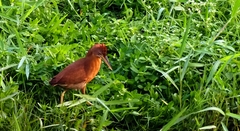 Ixobrychus cinnamomeus