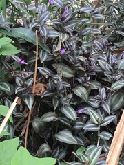 Tradescantia zebrina