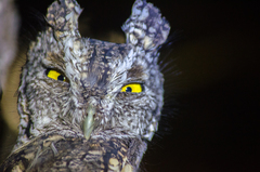 Megascops trichopsis