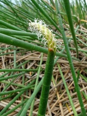 Eleocharis interstincta