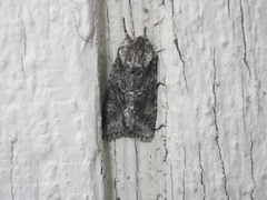Lacinipolia quadrilineata