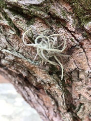 Tillandsia recurvata