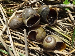 Pomacea flagellata