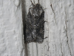 Lacinipolia quadrilineata
