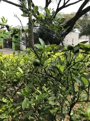 Citrus × aurantiifolia