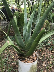 Aloe vera