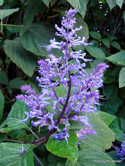 Plectranthus elegans