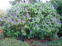 Plectranthus elegans