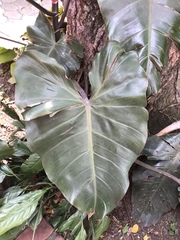 Philodendron