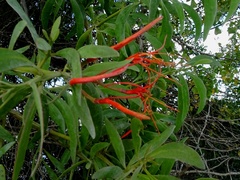 Psittacanthus mayanus