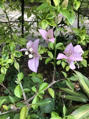 Bougainvillea