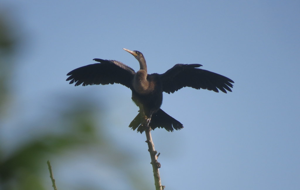 Anhinga with wings spread on a stick against blue sky