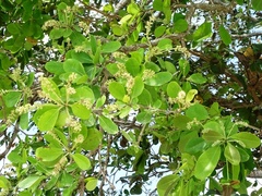 Terminalia buceras
