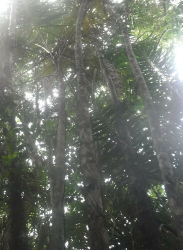 Image of Bactris plumeriana by (c) Jason Hernandez, some rights reserved (CC BY)