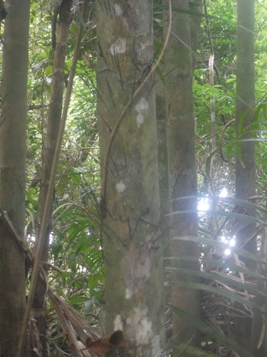 Prickly palm (Bactris plumeriana)