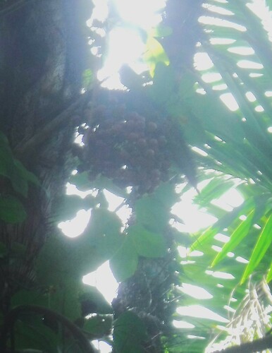 Image of Bactris plumeriana by (c) Jason Hernandez, some rights reserved (CC BY)