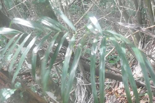 Image of Bactris plumeriana by (c) Jason Hernandez, some rights reserved (CC BY)