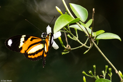 Heliconius ethilla narcaea