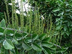 Lonchocarpus hondurensis