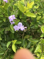 Duranta