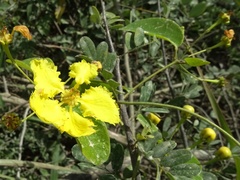 Stigmaphyllon ellipticum