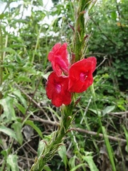 Stachytarpheta miniacea