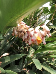 Alpinia zerumbet