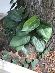 Epipremnum