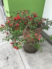 Bougainvillea