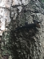 Gonatodes albogularis fuscus