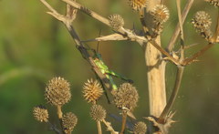 Zoniopoda tarsata