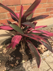 Cordyline fruticosa