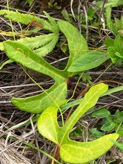 Aristolochia trilobata