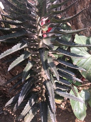 Kalanchoe × houghtonii