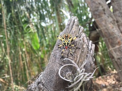 Pachylis laticornis