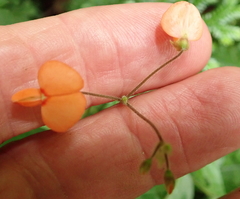 Hylodesmum repandum