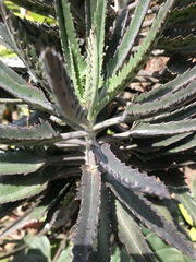 Kalanchoe × houghtonii