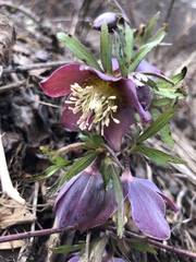 Helleborus purpurascens